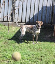 STELLA, Hund, Mischlingshund in Rumänien - Bild 11