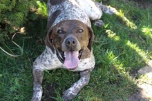STELLA, Hund, Mischlingshund in Rumänien - Bild 19