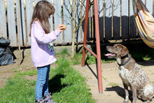 STELLA, Hund, Mischlingshund in Rumänien - Bild 6