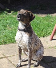 STELLA, Hund, Mischlingshund in Rumänien - Bild 7