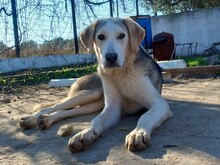 MELISSA, Hund, Mischlingshund in Griechenland - Bild 1