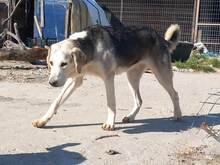 MELISSA, Hund, Mischlingshund in Griechenland - Bild 2