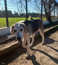 MELISSA, Hund, Mischlingshund in Griechenland - Bild 3
