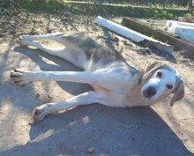 MELISSA, Hund, Mischlingshund in Griechenland - Bild 4