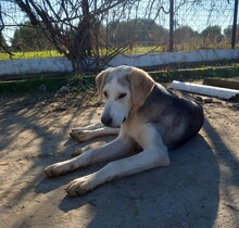 MELISSA, Hund, Mischlingshund in Griechenland - Bild 5
