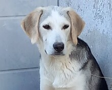 MELISSA, Hund, Mischlingshund in Griechenland - Bild 6