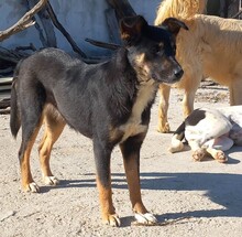 ROXY, Hund, Mischlingshund in Griechenland - Bild 2