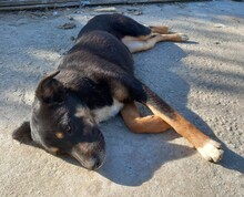 ROXY, Hund, Mischlingshund in Griechenland - Bild 3