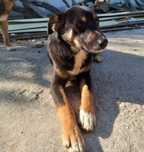 ROXY, Hund, Mischlingshund in Griechenland - Bild 5