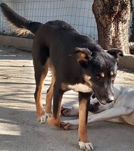 ROXY, Hund, Mischlingshund in Griechenland - Bild 6