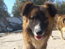 FOXY, Hund, Mischlingshund in Griechenland - Bild 1
