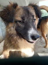 FOXY, Hund, Mischlingshund in Griechenland - Bild 2