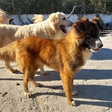 FOXY, Hund, Mischlingshund in Griechenland - Bild 3