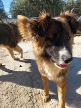 FOXY, Hund, Mischlingshund in Griechenland - Bild 4