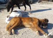 FOXY, Hund, Mischlingshund in Griechenland - Bild 5