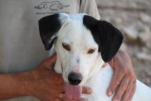 ARVO, Hund, Mischlingshund in Griechenland - Bild 1
