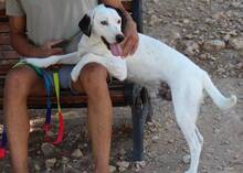 ARVO, Hund, Mischlingshund in Griechenland - Bild 2
