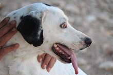 ARVO, Hund, Mischlingshund in Griechenland - Bild 3