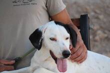 ARVO, Hund, Mischlingshund in Griechenland - Bild 4