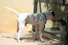 ARVO, Hund, Mischlingshund in Griechenland - Bild 5