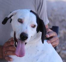 ARVO, Hund, Mischlingshund in Griechenland - Bild 6