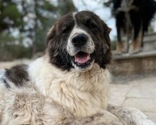 JOSCHI, Hund, Mischlingshund in Griechenland - Bild 1