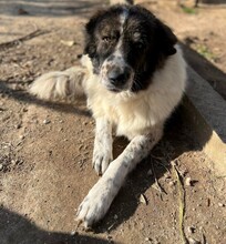JOSCHI, Hund, Mischlingshund in Griechenland - Bild 2