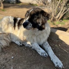 JOSCHI, Hund, Mischlingshund in Griechenland - Bild 3
