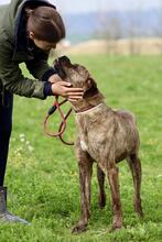 PARMENIO, Hund, Mischlingshund in Italien - Bild 2