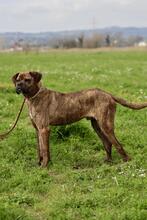 PARMENIO, Hund, Mischlingshund in Italien - Bild 5