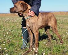 PARMENIO, Hund, Mischlingshund in Italien - Bild 9