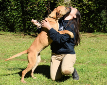 PRISCA, Hund, Mischlingshund in Italien - Bild 10