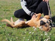PRISCA, Hund, Mischlingshund in Italien - Bild 3
