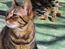 CHARU, Katze, Europäisch Kurzhaar in Spanien - Bild 2
