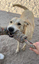 FENIX, Hund, Mischlingshund in Portugal - Bild 2