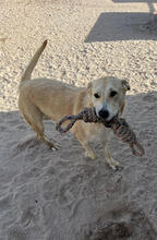 FENIX, Hund, Mischlingshund in Portugal - Bild 3