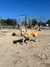 FENIX, Hund, Mischlingshund in Portugal - Bild 5