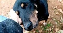 DONAT, Hund, Mischlingshund in Griechenland - Bild 1