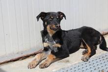 DONAT, Hund, Mischlingshund in Griechenland - Bild 10