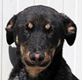 DONAT, Hund, Mischlingshund in Griechenland - Bild 11