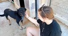 DONAT, Hund, Mischlingshund in Griechenland - Bild 2