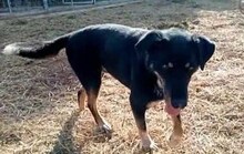 DONAT, Hund, Mischlingshund in Griechenland - Bild 3
