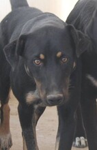 DONAT, Hund, Mischlingshund in Griechenland - Bild 4