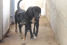 DONAT, Hund, Mischlingshund in Griechenland - Bild 5