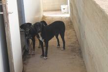 DONAT, Hund, Mischlingshund in Griechenland - Bild 6
