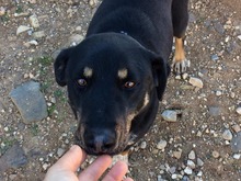 DONAT, Hund, Mischlingshund in Griechenland - Bild 9