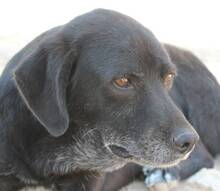 FRANK, Hund, Mischlingshund in Griechenland - Bild 2