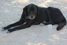 FRANK, Hund, Mischlingshund in Griechenland - Bild 3