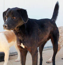 FRANK, Hund, Mischlingshund in Griechenland - Bild 6