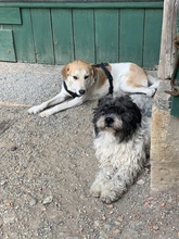 DINUS, Hund, Mischlingshund in Erfurt - Bild 13